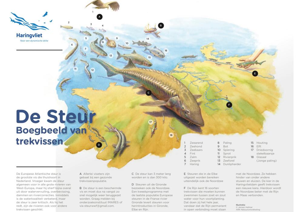 Boegbeeldtekening Steur