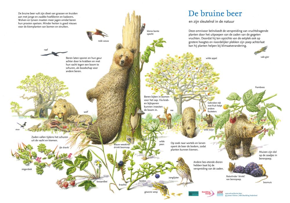 illustratie sleutelsoort bruine beer 