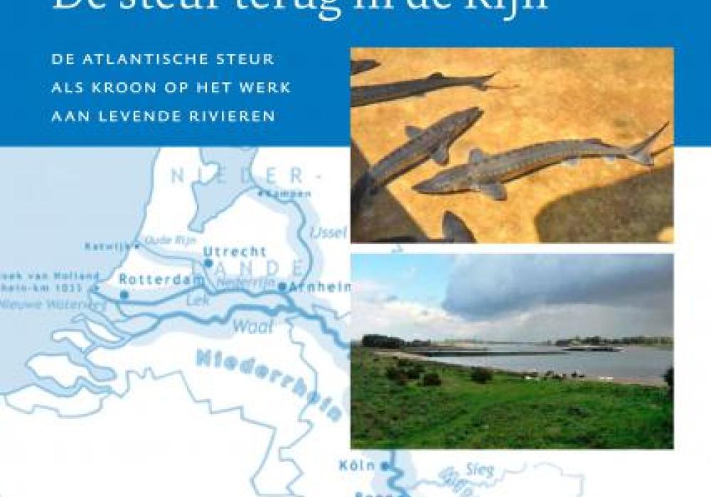 De steur terug in de Rijn