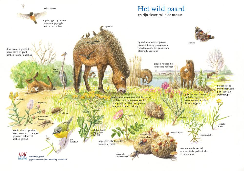 Illustratie Het wilde paard