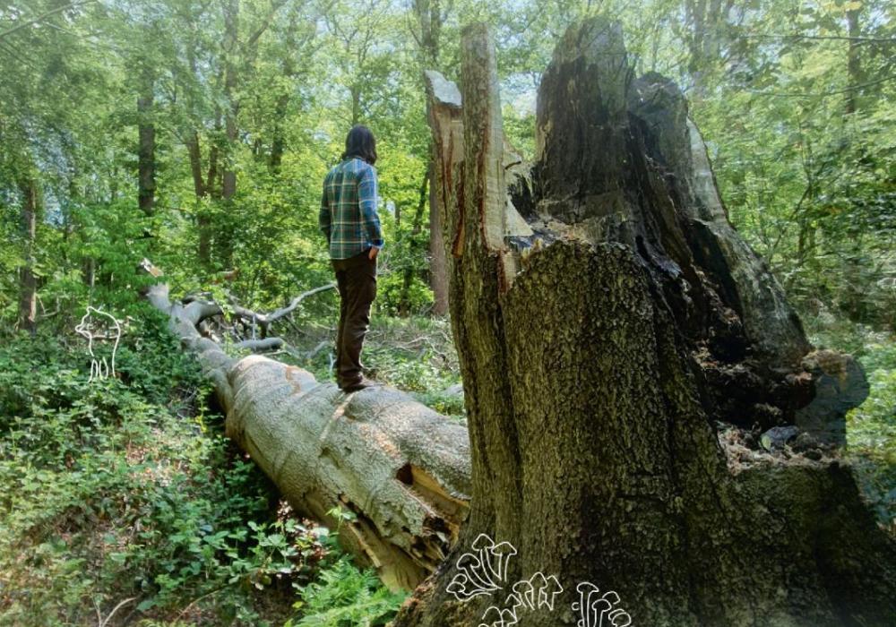 Rewilding in Nederland