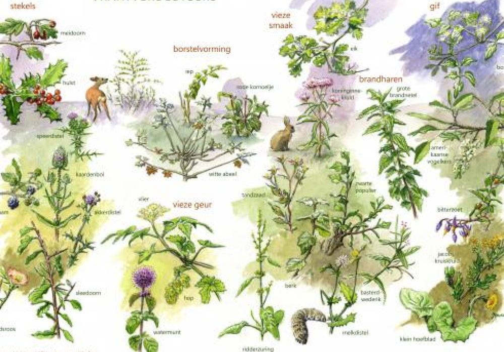 Zoekkaart vraatverdedigers