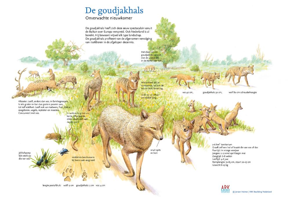 Illustratie sleutelsoort goudjakhals