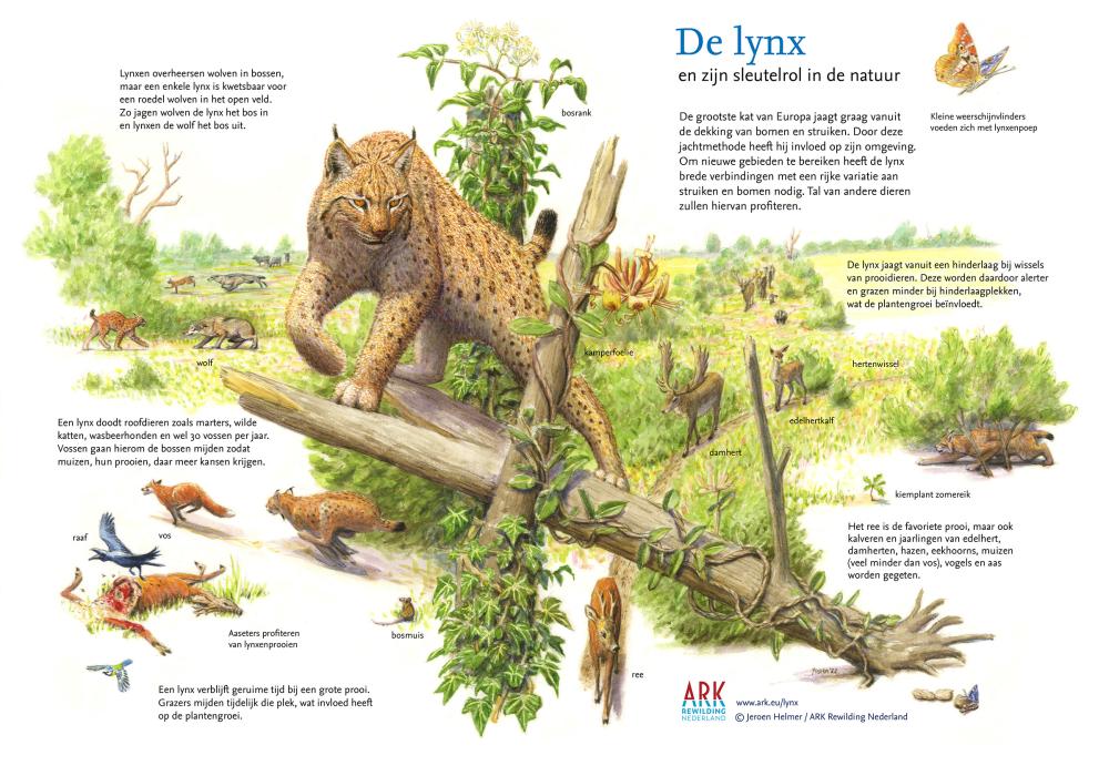 De Lynx en zijn sleutelrol in de natuur