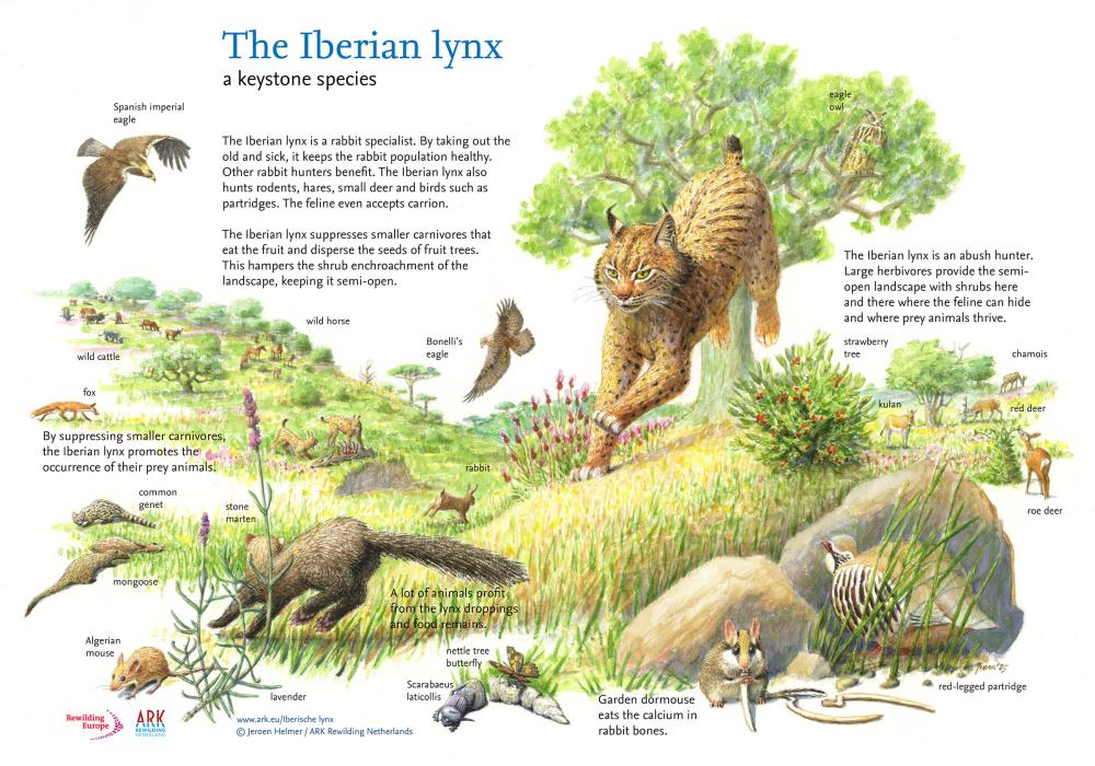 Illustratie The Iberian Lynx