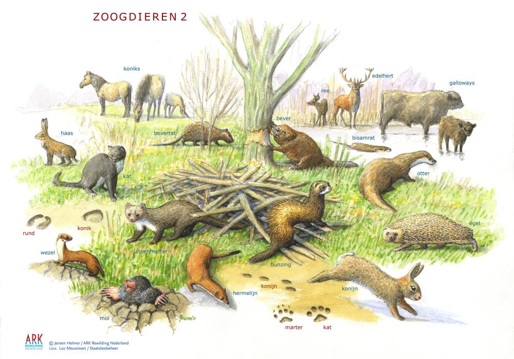 Zoekkaart zoogdieren II