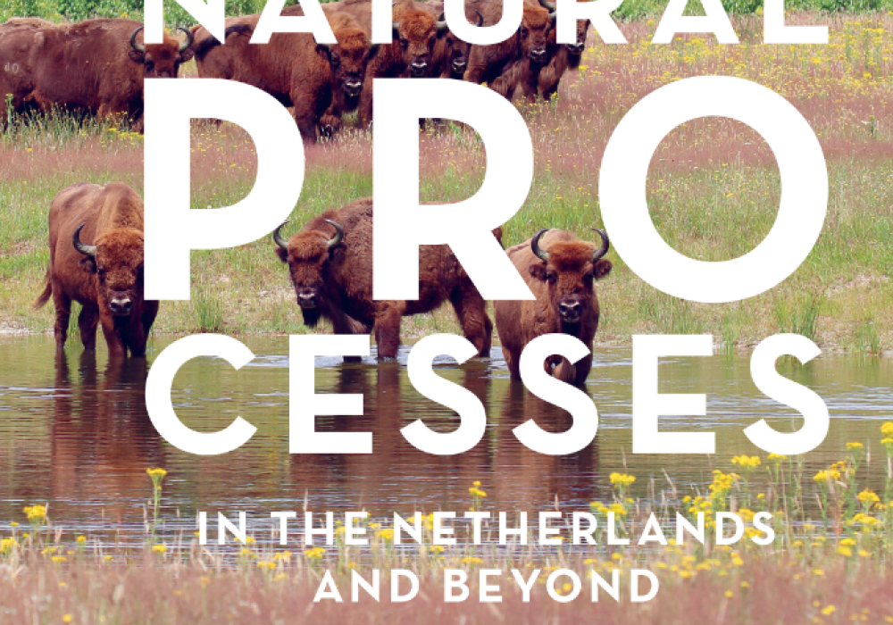 Natural Processes in the Netherlands and beyond