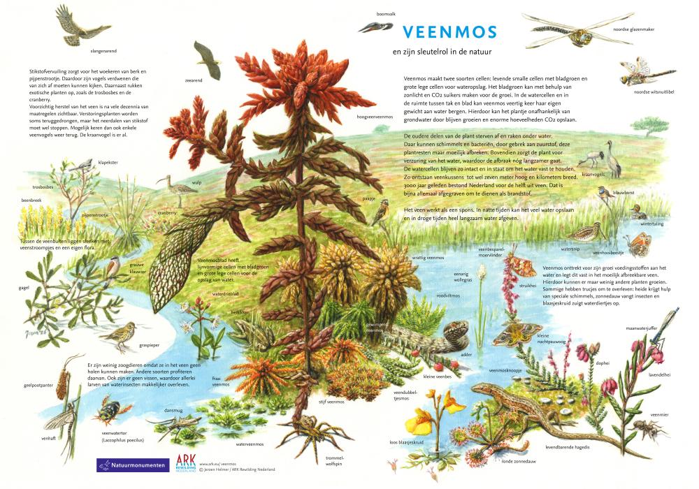Sleutelrol veenmos